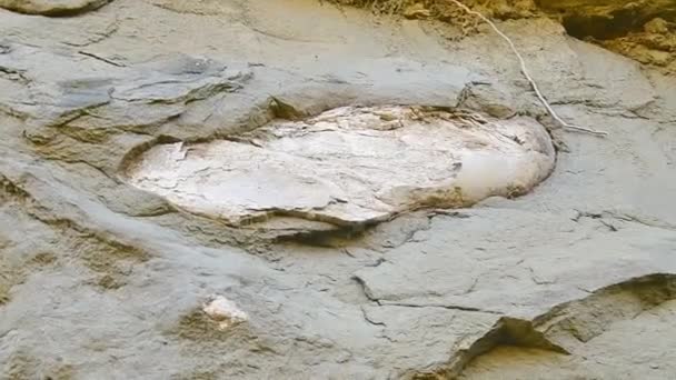 Close Southern Elephant Fossilized Shoulder Bones Remains Rocks Pantishara Valley — Stock Video