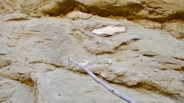 Près Éléphant Sud Fossilisé Épaule Reste Dans Les Roches Dans — Video