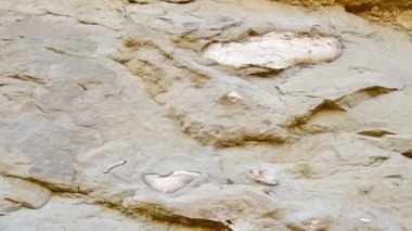 Güney fillerinin fosilleşmiş omuz kemikleri külotlu çorak vadideki kayalarda duruyor. Vashlovani Milli Parkı. Georgia. Tarih öncesi hayvanlar Kafkasya 'da kalır