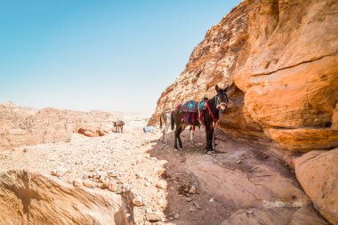 Eşek, Petra 'nın sıcak ve güneşli günlerinde gölgelerde dinlenen kameraya bak.
