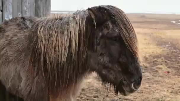 Close Bello Marrone Icelandic Cavallo Faccia Guardare Alla Fotocamera Sul — Video Stock