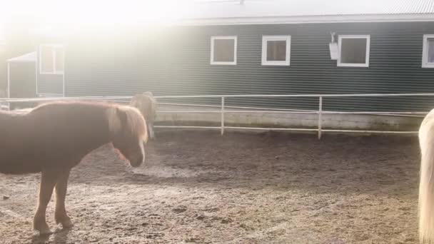 Południowa Islandia Marca 2023 Konie Szkółce Pomidorów Fridheimar Hodowli Koni — Wideo stockowe