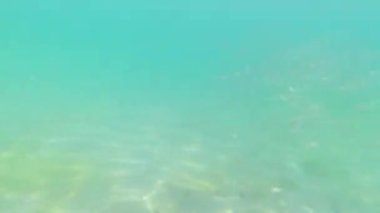 Orta Doğu 'da balık turkuvaz Basra körfezi suyuyla dolu güzel bir yer. Tatil yeri Umman. Umman 'da sualtı dünyası şnorkelle yüzüyor.
