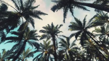 Güneşli bir günde dağınık bulutlu parlak mavi gökyüzüne karşı palmiye ağaçlarının durağan ikonik zaman çizelgesi, tropik ada (plaj) 4K afiş alanı parlak arka plan