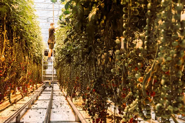 Południowa Islandia Marca 2023 Rozdzieranie Pomidorów Ścieżka Pomidorowa Fridheimarze Przyjazne Obrazek Stockowy