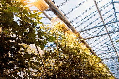 Güney İzlanda-2 Mart 2023: Fridheimar-ziyaretçi dost domates çiftliği yolları. İzlanda 'da taze sebze ve tarım sektörü.