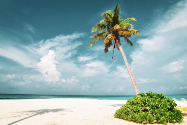 Bir palmiye ağacını vurdum ve kümülüs bulutları mavi gökyüzünde hareket ediyor, yaz güneşli bir günde. Güneş yatakları turist değil.