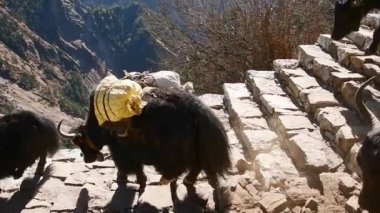 Bir grup öküz EBC 'de Nepal ağırlığında merdivenlerde yürüyor. Himalayalar Dağları Hayvanları