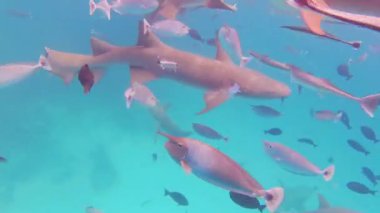 Derin Maldivler 'in tropik Hint okyanus sularındaki egzotik balıkları ve hemşire köpekbalıklarını kapatın. Tropikal denizde hemşire köpekbalıklarıyla yüzmek. Suyun altında balık ve köpekbalığı sürüsü