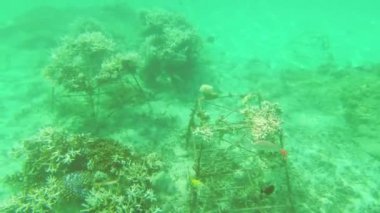 Hint Okyanusu 'ndaki dalgıç bakış açısından metal kafes mercan çerçevesi. Resifler mercan üretimi ve resif yenilenmesi projeleri mercan resiflerinin yok olmasına yardımcı oluyor.