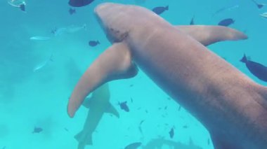 Egzotik balık bolluğu ve Maldivler 'in derin sularındaki hemşire köpekbalıkları. Tropikal denizde hemşire köpekbalıklarıyla yüzmek. Suyun altında balık ve köpekbalığı sürüsü