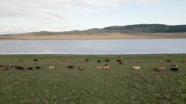 Havadan görüntüyü uzaklaştırma görüntüsü, yeşil alan üzerinde geniş bir inek sürüsü göl suyunun yanında serbestçe yürür. Kafkasya bölgesinde doğal olarak. İnek arka planda güzel bir kameraya bakar.
