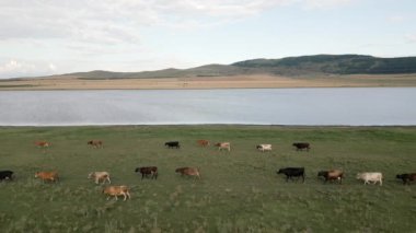 İzole edilmiş geniş bir sığır sürüsü, göl suyundan özgürce geçerek Kafkasya bölgesinde doğal olarak dolaşır..