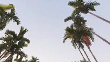 Chiang Mai, Tayland - 5 Şubat 2024: Kuzey Tayland 'da Chiang Mai' deki Wat Phra Singh Budist tapınağını gezen turistler. Ünlü seyahat yeri ChiangMai 'deki antik şehir.