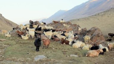 Beyaz kahverengi çiftlik keçileri yan yana durur vahşi Pamir dağlarındaki kameralara bakarlar.