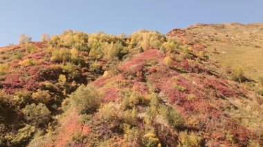 Dağlarda muhteşem renkli bir sonbahar. Kırmızı ve sarı sonbahar ağaçları, sisli dağlar ve sıcak sabah güneşi. UHD, 4K