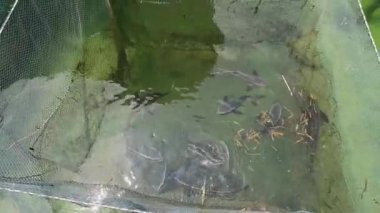 Kamboçya 'nın Koh rong adasındaki balıkçı köyünde egzotik balık ve balık çiftlikleri olan ağlar.