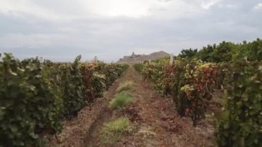 Ermenistan 'da Khor Virap Manastırı' nın ünlü simgesi olan havadan geriye dönük üzüm bağı manzaralı panorama. Kafkasya 'da hasat mevsimi. Şarap Ermenistan 'ı üretir. Olgunlaşan üzümler