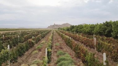 Ermenistan 'da Khor Virap Manastırı' nın ünlü simgesi olan hava manzaralı bir panorama. Kafkasya 'da hasat mevsimi. Şarap üretimi Ermenistan