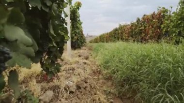 Ermenistan 'daki Sahne Üzümbağında Yürüyen Pov Khor virap. Kafkasya 'da hasat mevsimi. Şarap Ermenistan 'ı üretir. Olgunlaşan üzüm süreci. Çerçeveleme iş kavramı