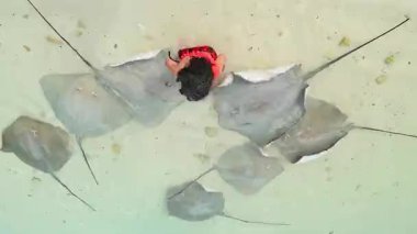 Okyanus kıyısındaki Stingray grubuyla tropikal plajda temiz su pozu veren kırmızı bikinili mutlu beyaz kadın. Maldivler adası Fulidhoo adası kıyı şeridi