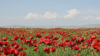 Uçsuz bucaksız haşhaş tarlası. Yeni gelincikler rüzgarda hafifçe sallanıyor. Farkındalığı, iç huzuru ve duygusal iyileşmeyi algıla. Bu huzurlu manzara huzur ve ruhsal yenilenme kavramlarını çağrıştırıyor.