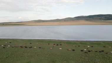 Yeşil tarladaki büyük inek sürüsü, göl suyunun yanında özgürce yürüyor. Kafkas bölgesindeki doğal su kaynakları..