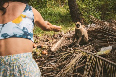 Kadın turist, güney Sri Lanka ormanlarındaki kuru yapraklar ve tropikal bitki örtüsüyle yabani gri langur 'a muz meyvesi sunuyor.