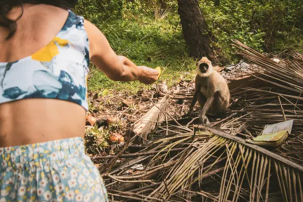 Kadın turist, güney Sri Lanka ormanlarındaki kuru yapraklar ve tropikal bitki örtüsüyle yabani gri langur 'a muz meyvesi sunuyor.