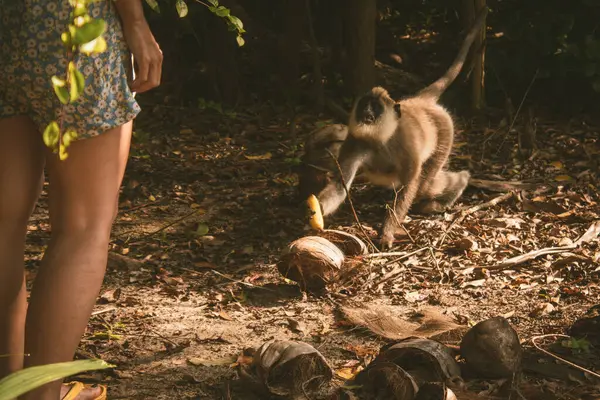 Tuked gri langur, tropikal ormanlarda Güney Asya 'da hindistan cevizleri ile birlikte insan elinden muz yakalar.
