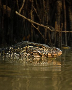 Sri Lanka, Tangalle yakınlarındaki sık mangrov ormanlarındaki bulanık nehirde su monitörü yüzer ve sürüngen kafası ve pullu deriye keskin bir odaklanır.