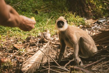 Kadın turist, güney Sri Lanka ormanlarındaki kuru yapraklar ve tropikal bitki örtüsüyle yabani gri langur 'a muz meyvesi sunuyor.