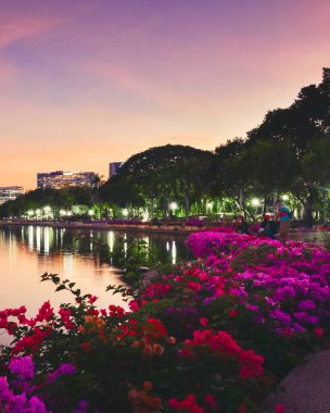 Bangkok 'un modern gökyüzü manzarası Benjakitti Parkı gölüne yansıdı, ön planda canlı bougainvillea çiçekleri ve renkli günbatımı gökyüzü