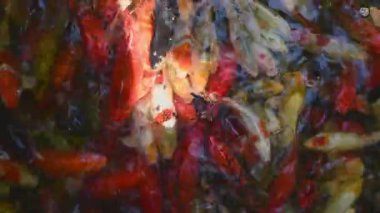 Yoğun renkli Nishikigoi koi balığı grubu zayıf koşullar altında sığ havuzda yüzer, aşırı kalabalık süs akvaryumu konsepti, sürdürülemez üreme uygulamaları