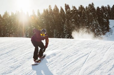 Snowboardcu, çam ormanı arka planında güneşli, karlı yamaçta atlayış numarası yapıyor. Taze toz püskürtücü, açık gökyüzü, konsept aşırı spor, macera, macera..