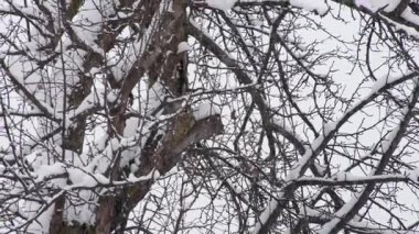 Ağaçkakan, kış ormanlarında karla kaplı ağaç gövdesine tünemiş böcek kabuklarına dokunuyor, soğuk mevsimde hayatta kalma ve doğa adaptasyonunu sergiliyor.