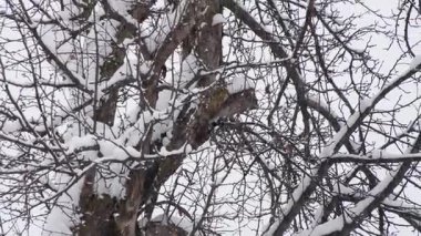 Ağaçkakan, kış ormanlarında karla kaplı ağaç gövdesine tünemiş böcek kabuklarına dokunuyor, soğuk mevsimde hayatta kalma ve doğa adaptasyonunu sergiliyor.
