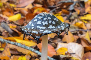 Sonbahar ormanında Coprinopsis picacea