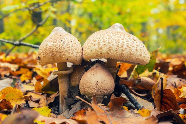 Makrolepiota Mastoidea Grzyb Jesiennym Lesie — Zdjęcie stockowe