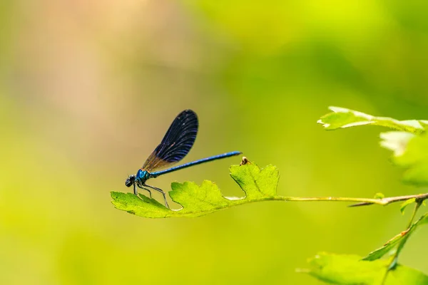 stock image Dragonfly sits on a leaf