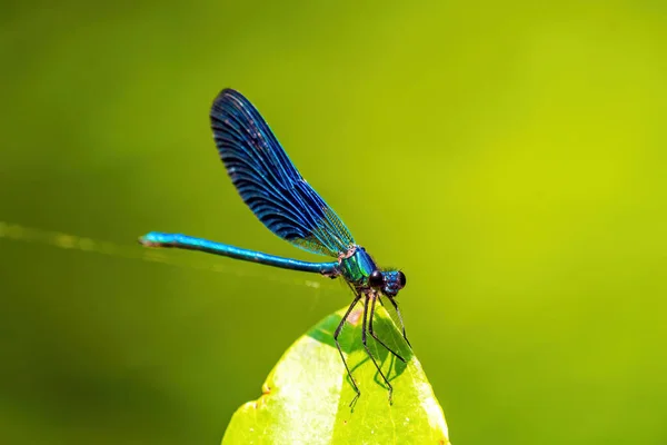 Libelle Sitzt Auf Einem Blatt — Stockfoto