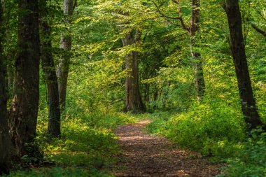 Path in the green dense summer forest