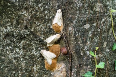 Ağaç gövdesinde kelebek larvası