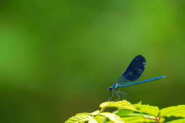 Yusufçuk yaprağın üzerinde oturur.