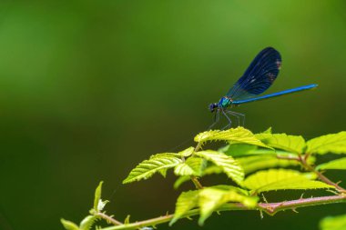 Yusufçuk yaprağın üzerinde oturur.