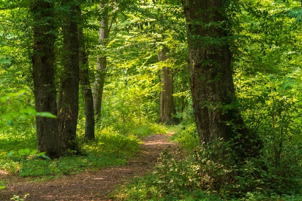 Μονοπάτι Στο Καταπράσινο Πυκνό Καλοκαιρινό Δάσος — Φωτογραφία Αρχείου