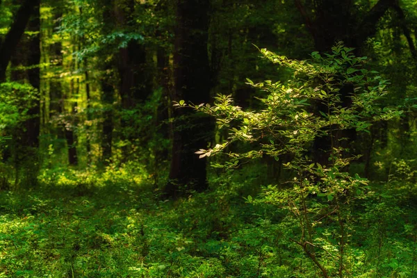 阳光照射在茂密的绿林中茂密的树枝上 — 图库照片