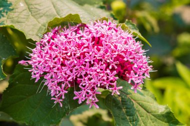 Bahçede katip bungei çiçekleri