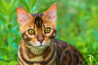 Beautiful young bengal cat in the garden