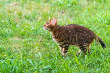 Bahçedeki güzel Bengal kedisi